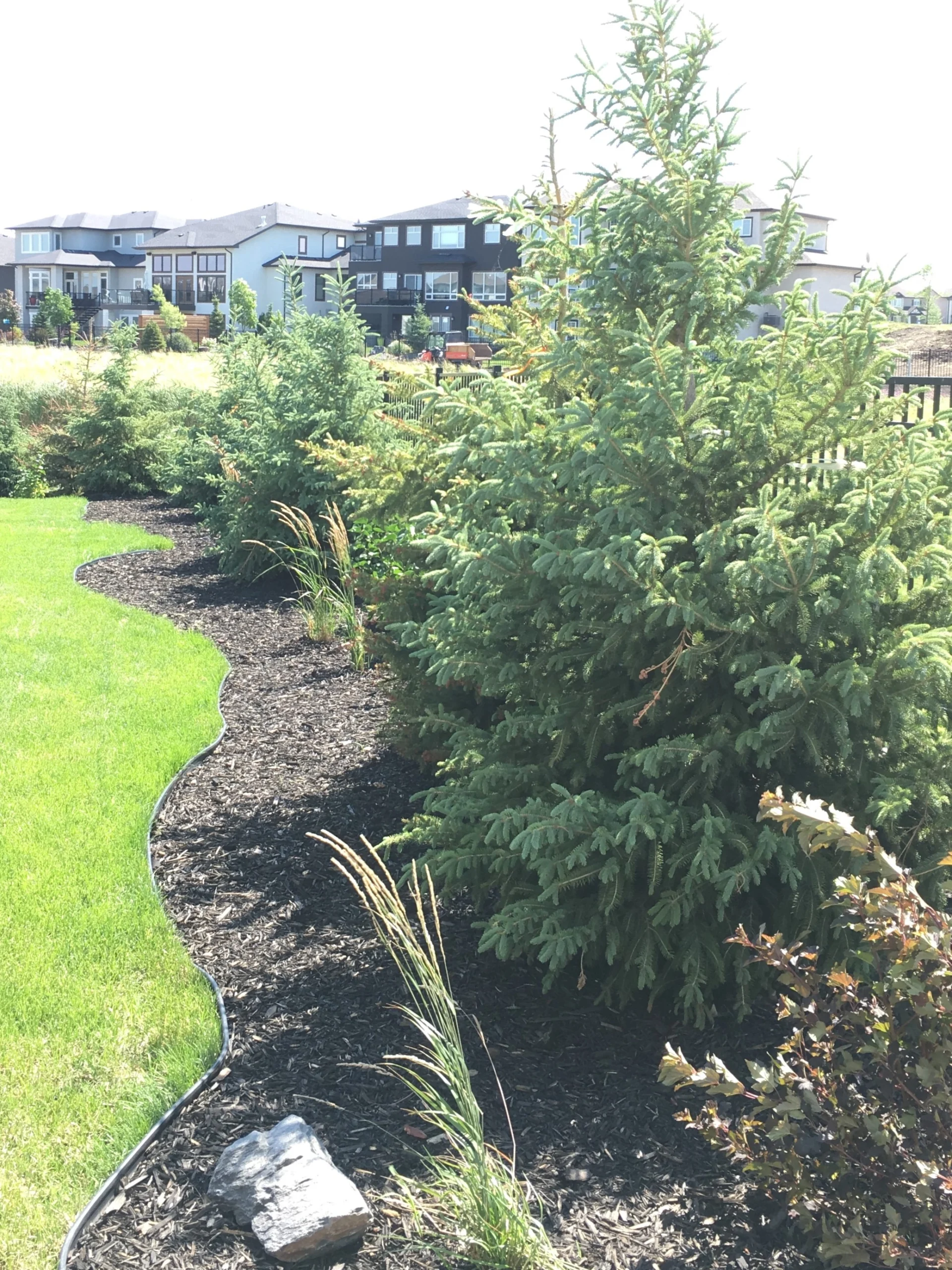 Large tree planting with black mulch installation 