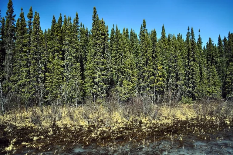 Manitoba Boreal Forest 