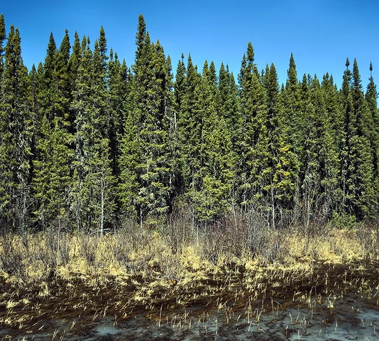 Manitoba Boreal Forest, Manitoba Climate 