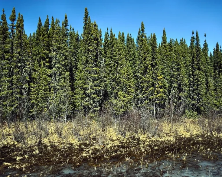 Manitoba Boreal Forest 