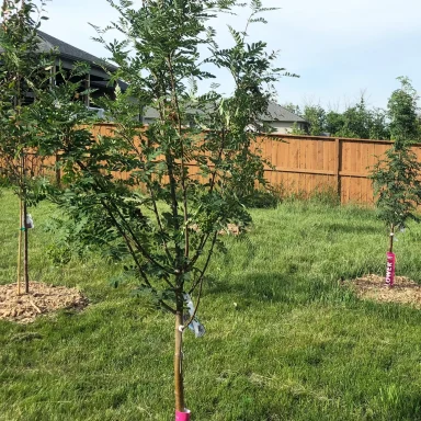Back yard fruit tree sanctuary completed by Genesis Interlocking & Custom Landscaping