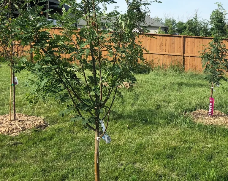 Newly planted fruit trees 